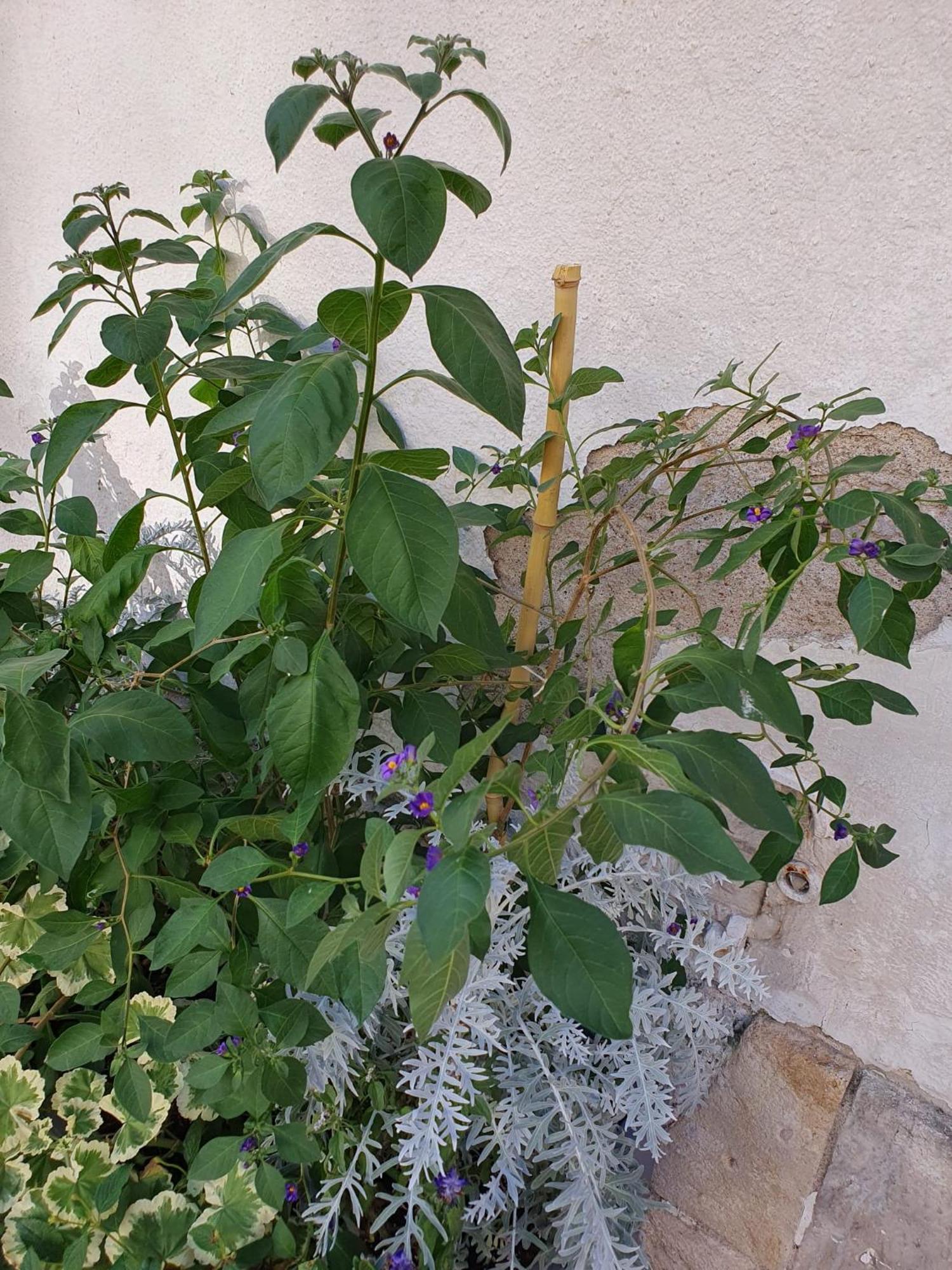דירות אורליאן Quietude Au Bord De Loire. מראה חיצוני תמונה